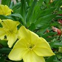 Oenothera missouriensis fleur